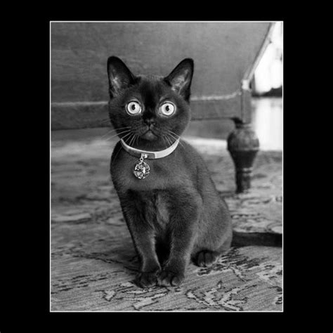 givenchy cat collar|Givenchy.